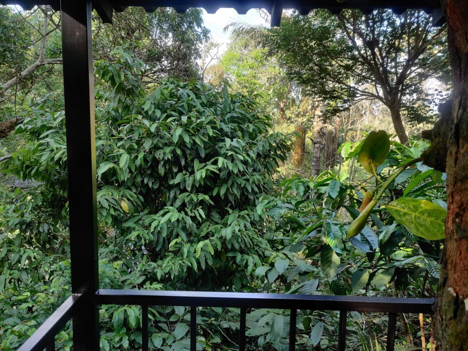 Hotel Misty Rain Estate Madikeri Esterno foto
