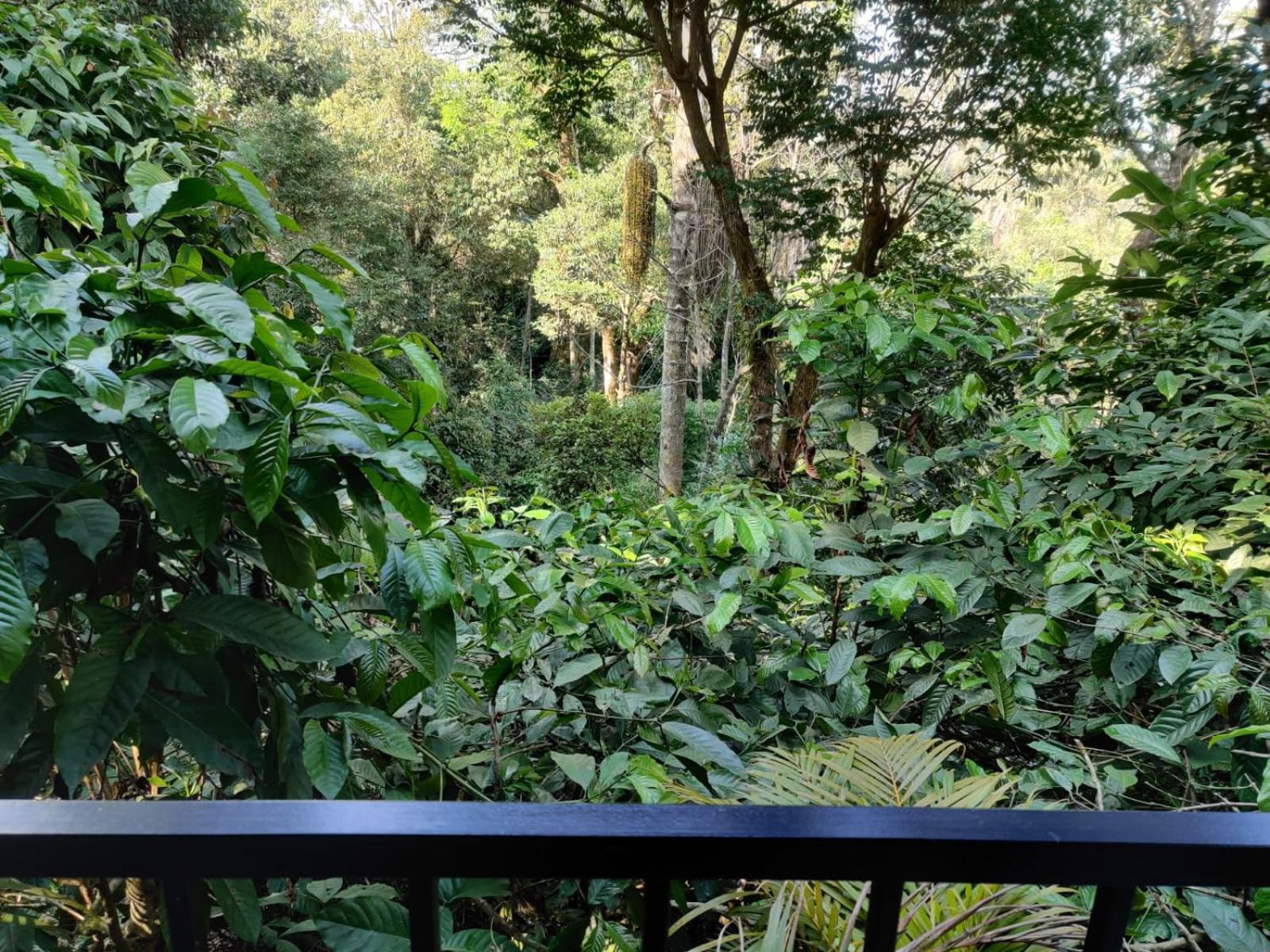 Hotel Misty Rain Estate Madikeri Esterno foto