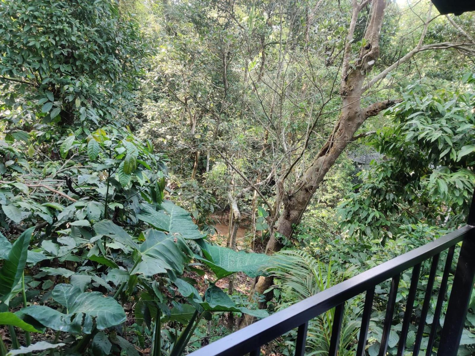 Hotel Misty Rain Estate Madikeri Esterno foto